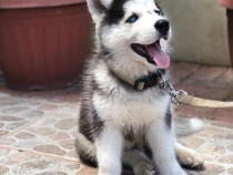 Puți adorabili de husky siberian de vânzare