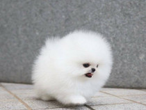 Pomeranian boo mini toy