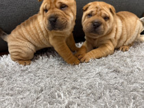 Shar pei fetita si baiat!!!