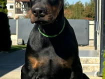 Câini Doberman de vânzare