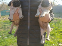 Catei pug/mops superbi isi cauta noua familie