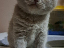 British shorthair blue și lila