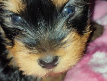 Mini Yorkshire Terrier