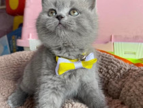 British shorthair fetiță