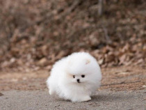 Pomeranian mini boo exemplare superbe