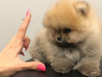 Pomeranian mini teacup boo