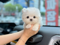 Bichon maltez mini toy