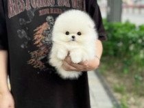 Pomeranian talie foarte mica toy exemplare superbe