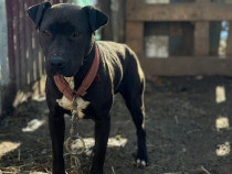 Vând Cățeaua amstaff de 7-8 luni