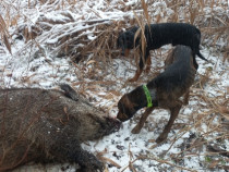 Câine de vânătoare plott hound mascul