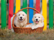 Pui Golden Retriever