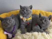 British shorthair băieței și fetițe