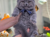 Scottish fold superb