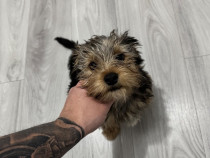 Yorkshire Terrier spre vânzare