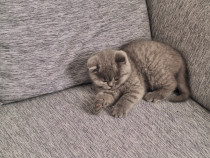 British shorthair