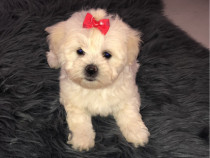 Pui Bichon mini disponibil 2 masculi și o femelă