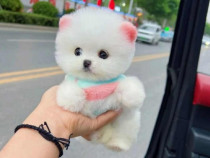 Pomeranian Mini Boo!Talie f mica!se pot vedea liveAsigur transport!