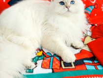 British longhair cu pedigree, exemplare frumoase