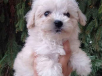 Bichon maltez mini toy