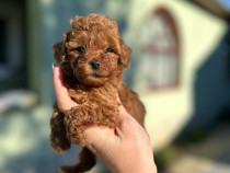 Pui de Poodle Toy și Mini