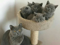 British shorthair