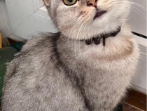 Pisică British Shorthair Silver Shaded