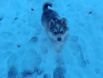 Cățel husky siberian