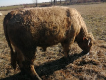 Vând Taur charolais