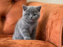 British shorthair băieței și fetițe