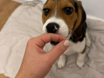 Cățelușa Beagle de vanzare