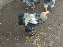 Cocoși găini brahma