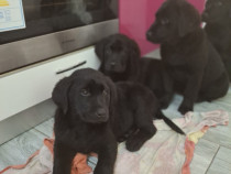 Labrador retriever negru