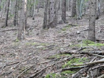 De vanzare pădure de molid, 17.500 mp, zona Molid, județul