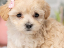 Maltipoo baietel