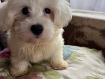 Câine bichon maltez