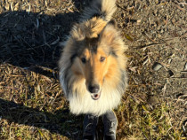 Ciobanesc scotian/ collie rough