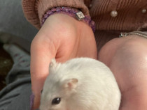 Hamsteri cuminti