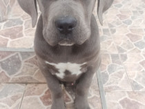 Cățel cane corso blue