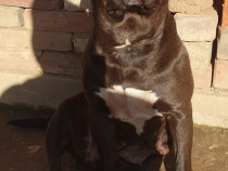 Amstaff o fetita minunata