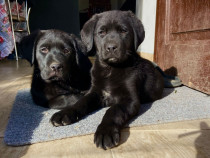 Labrador retriever negru