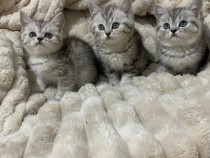 British shorthair băieței și fetițe