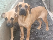 Presa Dogo Canario Giurgiu Pedigree Adulti