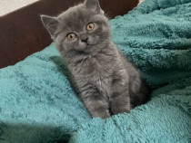 British shorthair băieţei şi fetite