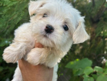 Bichon maltez alb 2 luni