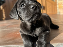 Labrador negru superb