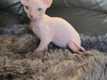 2 Băiețel si o Fetiță Sphynx disponibil