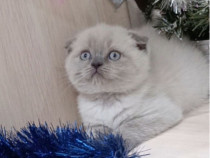 Scottish fold drăgălași