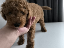 Cățeluș Cavapoo 4 luni