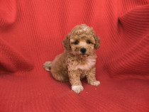 Baietel Maltipoo F1 mini