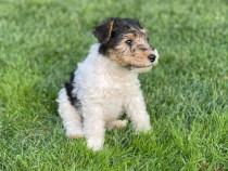 Fox Terrier Sarmos